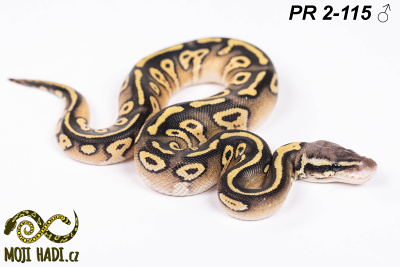 hadi na prodej, mládě, český chov hadů, odchov hadů, mojihadi.cz, Python regius, ballpython, krajta královská, Mojave Pastel, het Hypo